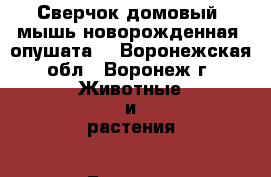 Сверчок домовый, мышь новорожденная, опушата. - Воронежская обл., Воронеж г. Животные и растения » Грызуны и Рептилии   . Воронежская обл.